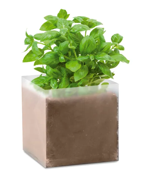 BASIL